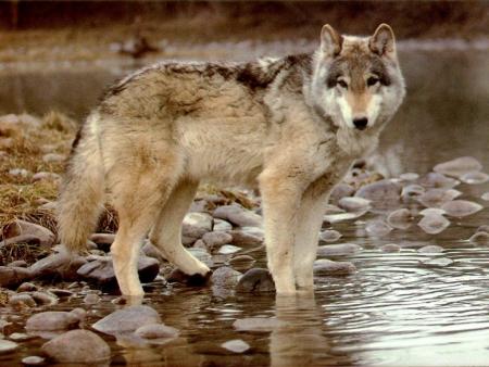 loup au bord de la rivière